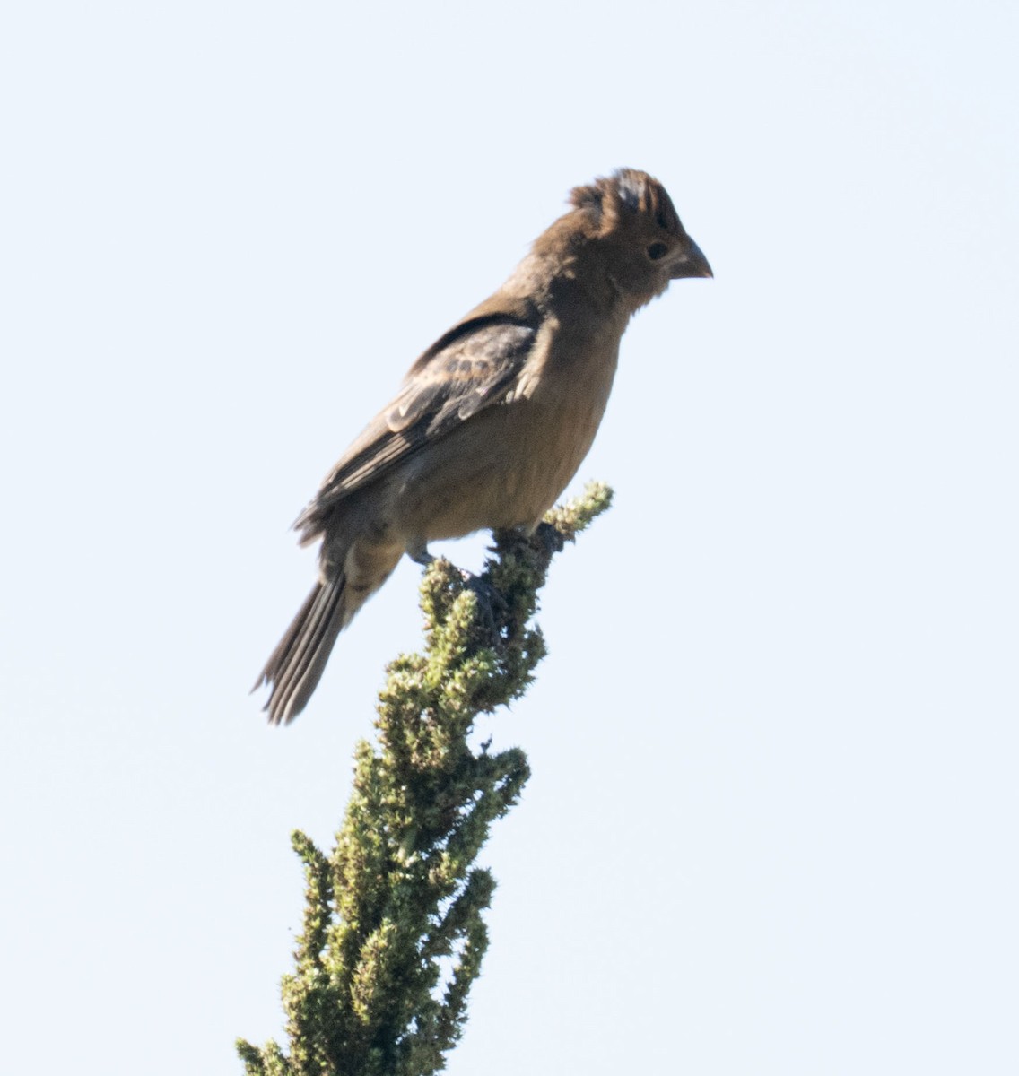 Blue Grosbeak - ML643187318