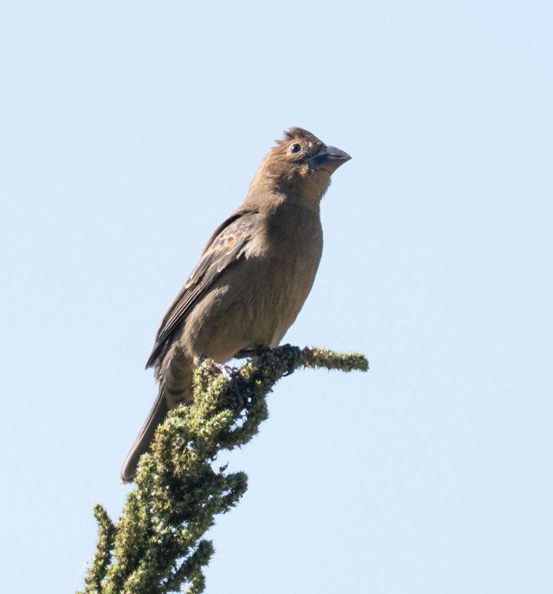 Blue Grosbeak - ML643187319
