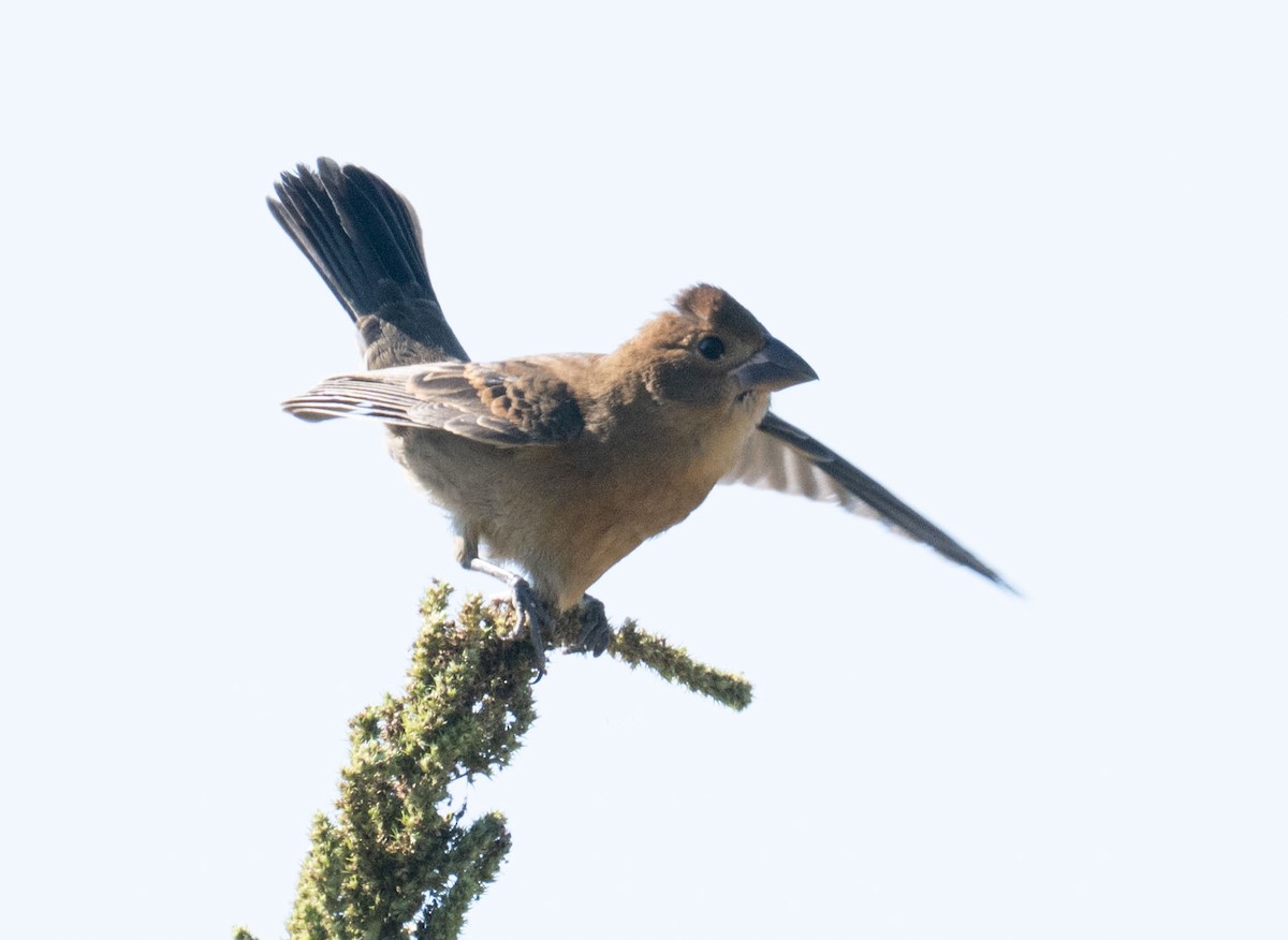 Blue Grosbeak - ML643187320