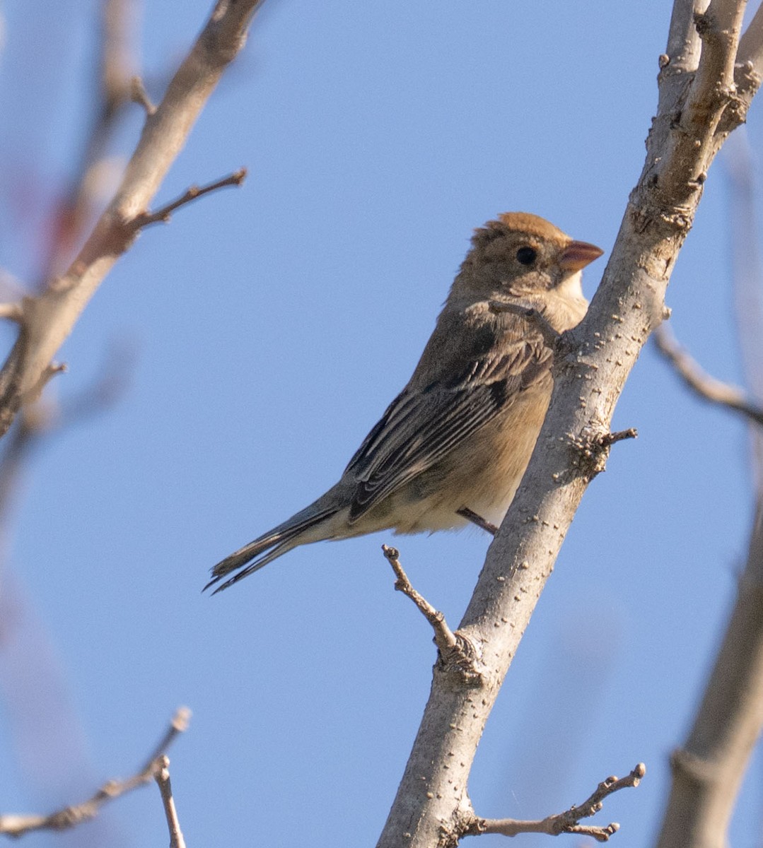 Indigo Bunting - ML643187323