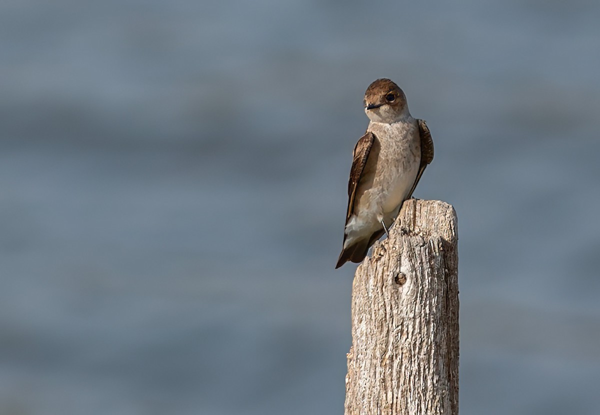 Northern Rough-winged Swallow - ML643187326
