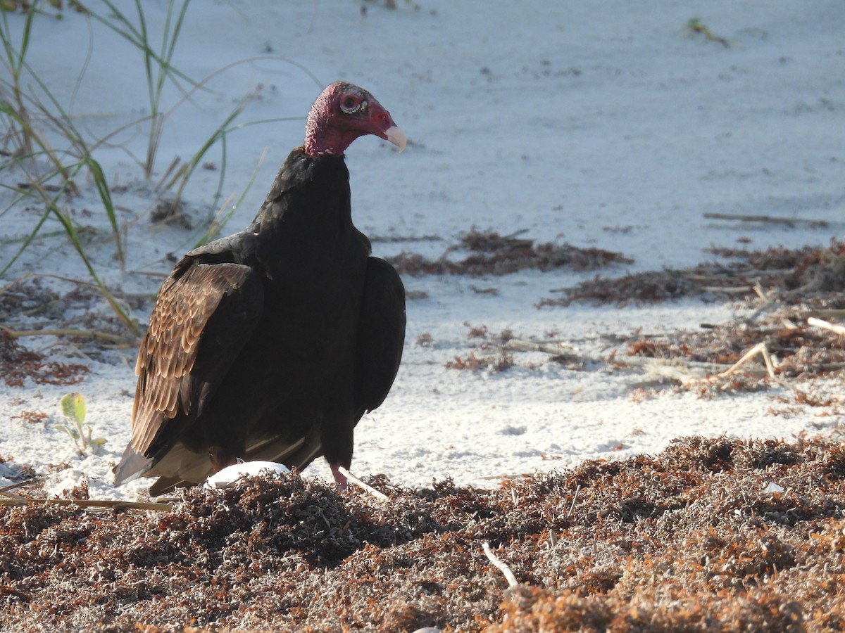 Turkey Vulture - ML643187327