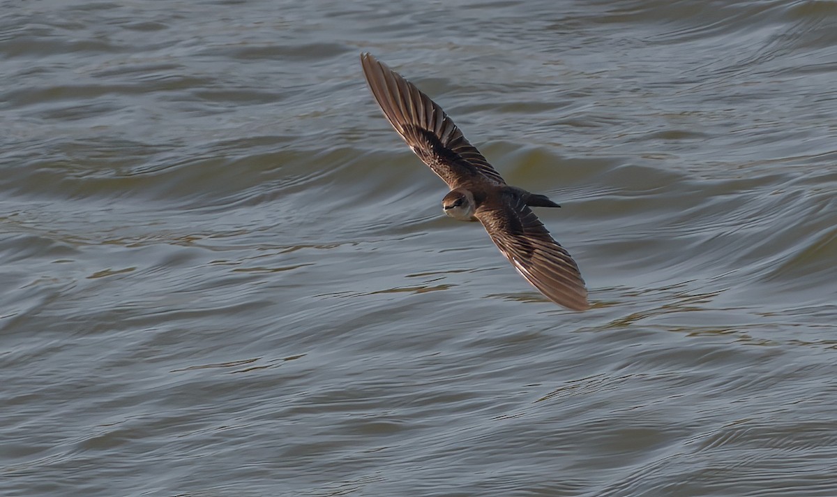 Northern Rough-winged Swallow - ML643187334