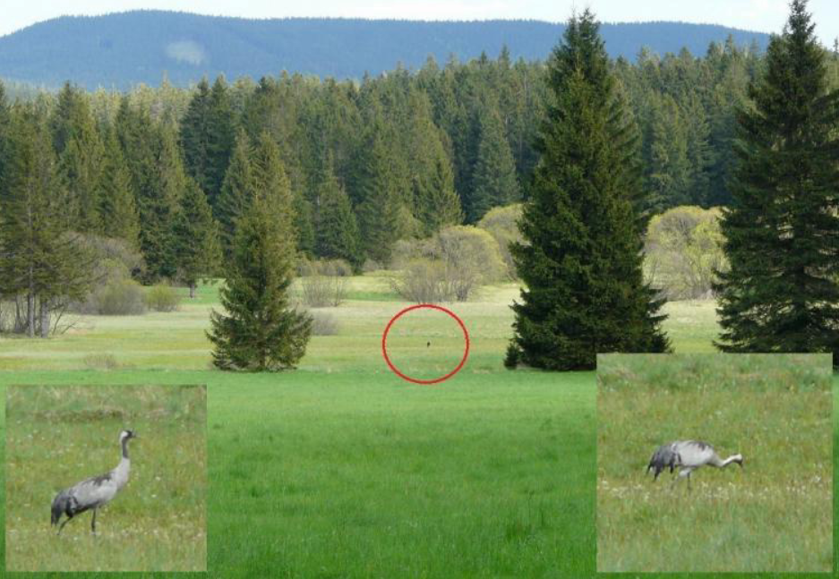 Common Crane - ML643187343