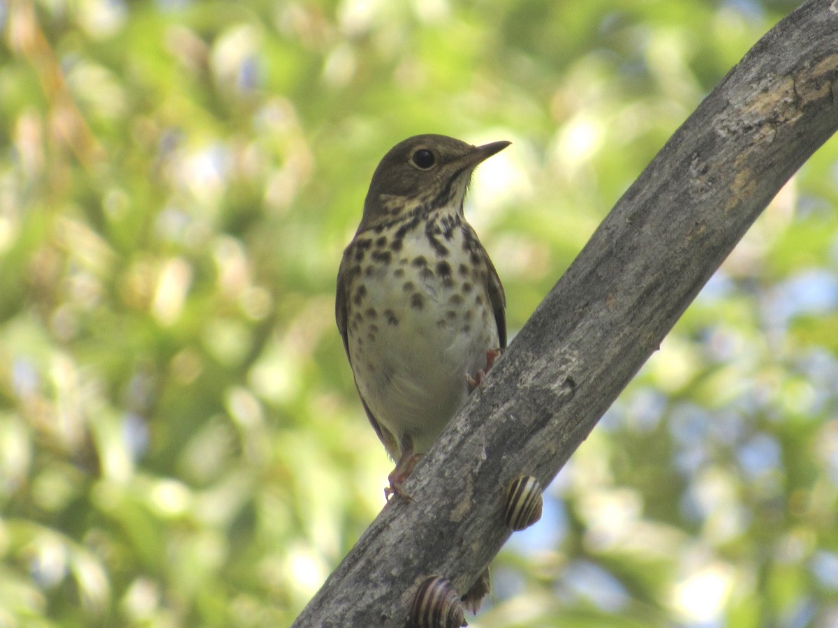 Swainson's Thrush - ML643187353