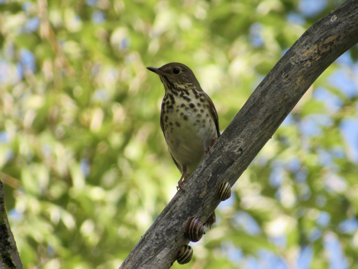 Swainson's Thrush - ML643187354