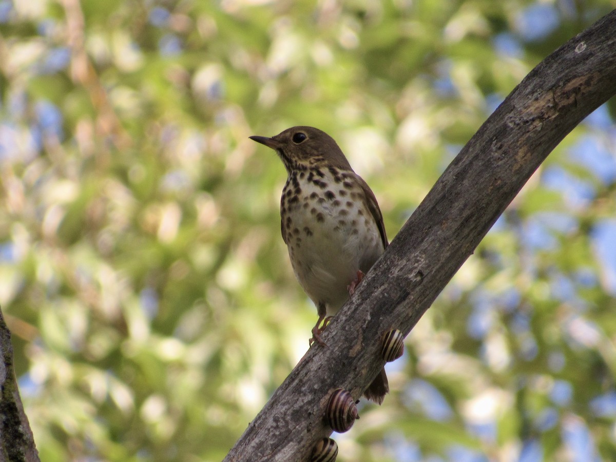 Swainson's Thrush - ML643187356