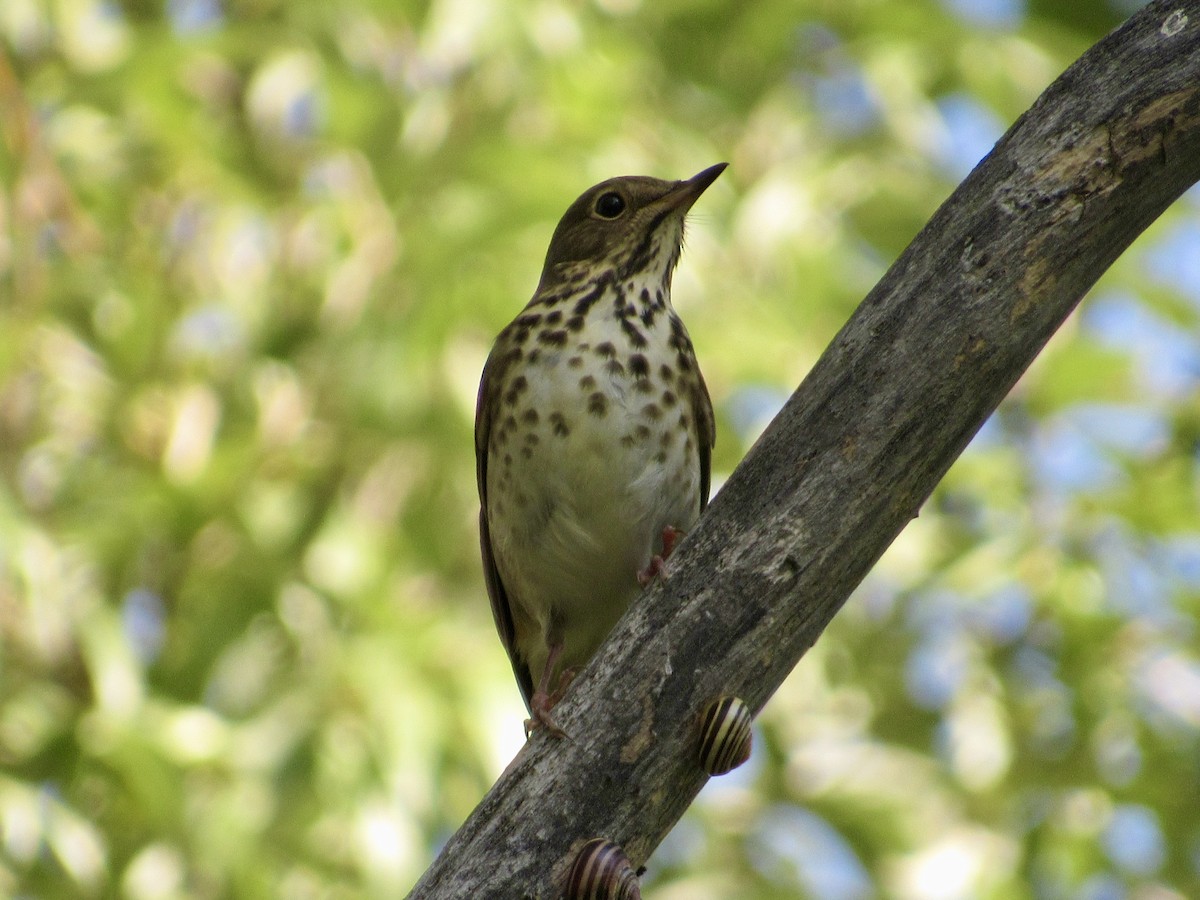 Swainson's Thrush - ML643187358