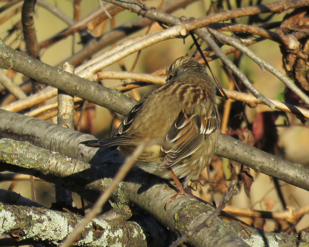 White-crowned Sparrow - ML643187370