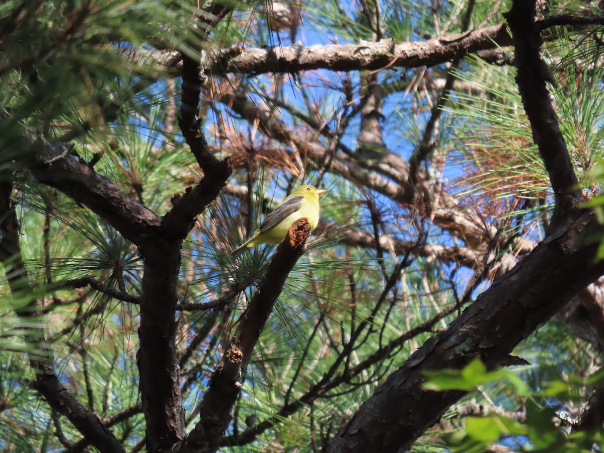 Scarlet Tanager - ML643187373