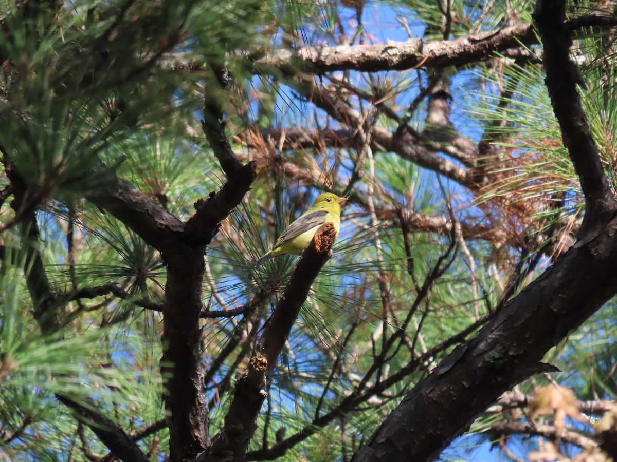 Scarlet Tanager - ML643187375