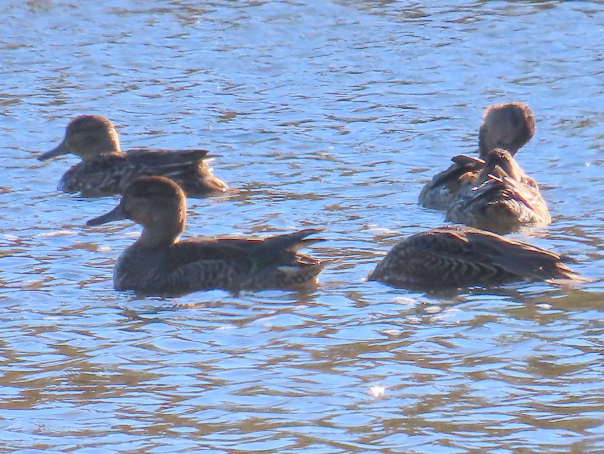 Alzavola - ML643187384