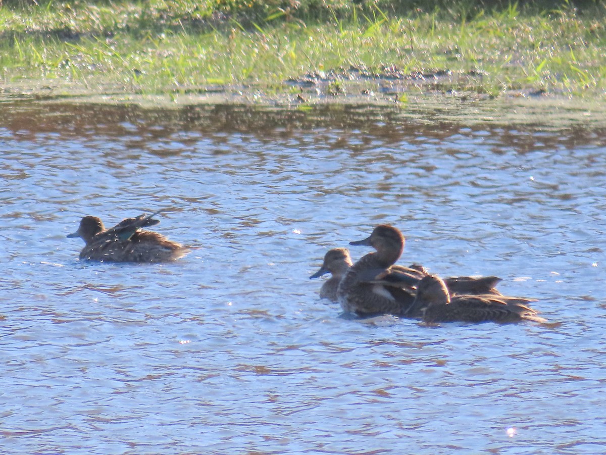 Alzavola - ML643187386