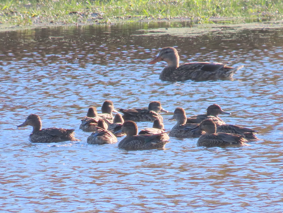 Alzavola - ML643187387