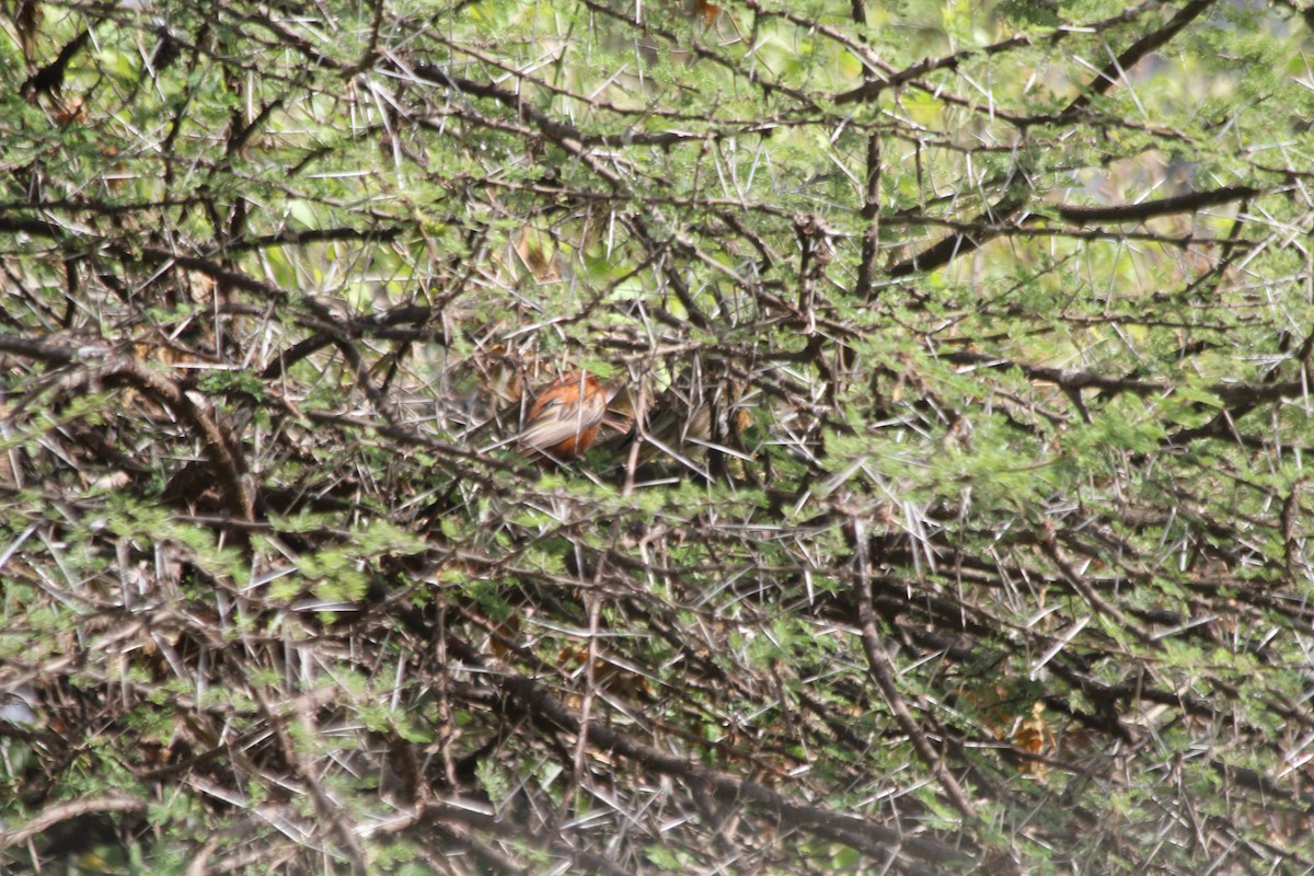 Chestnut Weaver - ML643187395