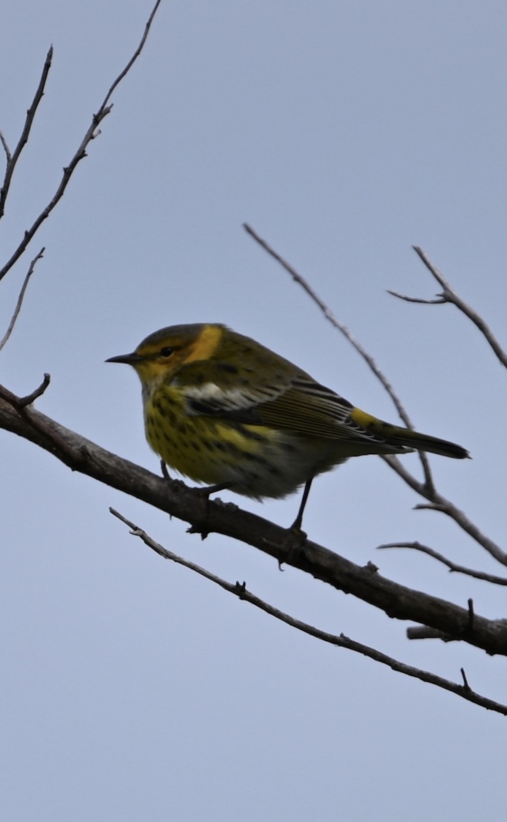 Cape May Warbler - ML643187397