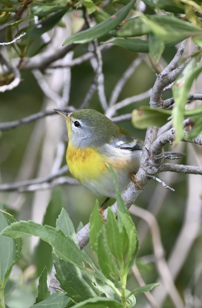 Northern Parula - ML643187408
