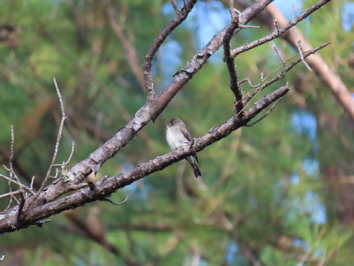 Eastern Wood-Pewee - ML643187409
