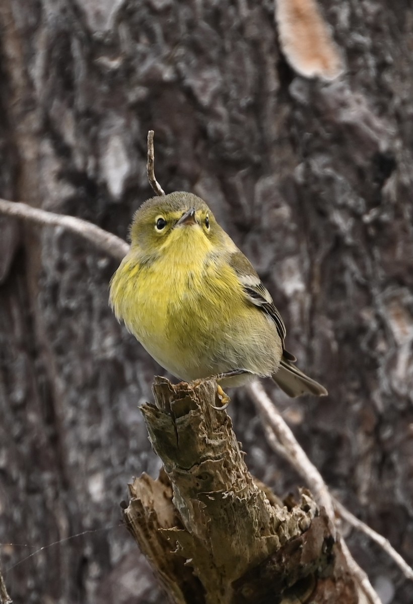 Pine Warbler - ML643187410