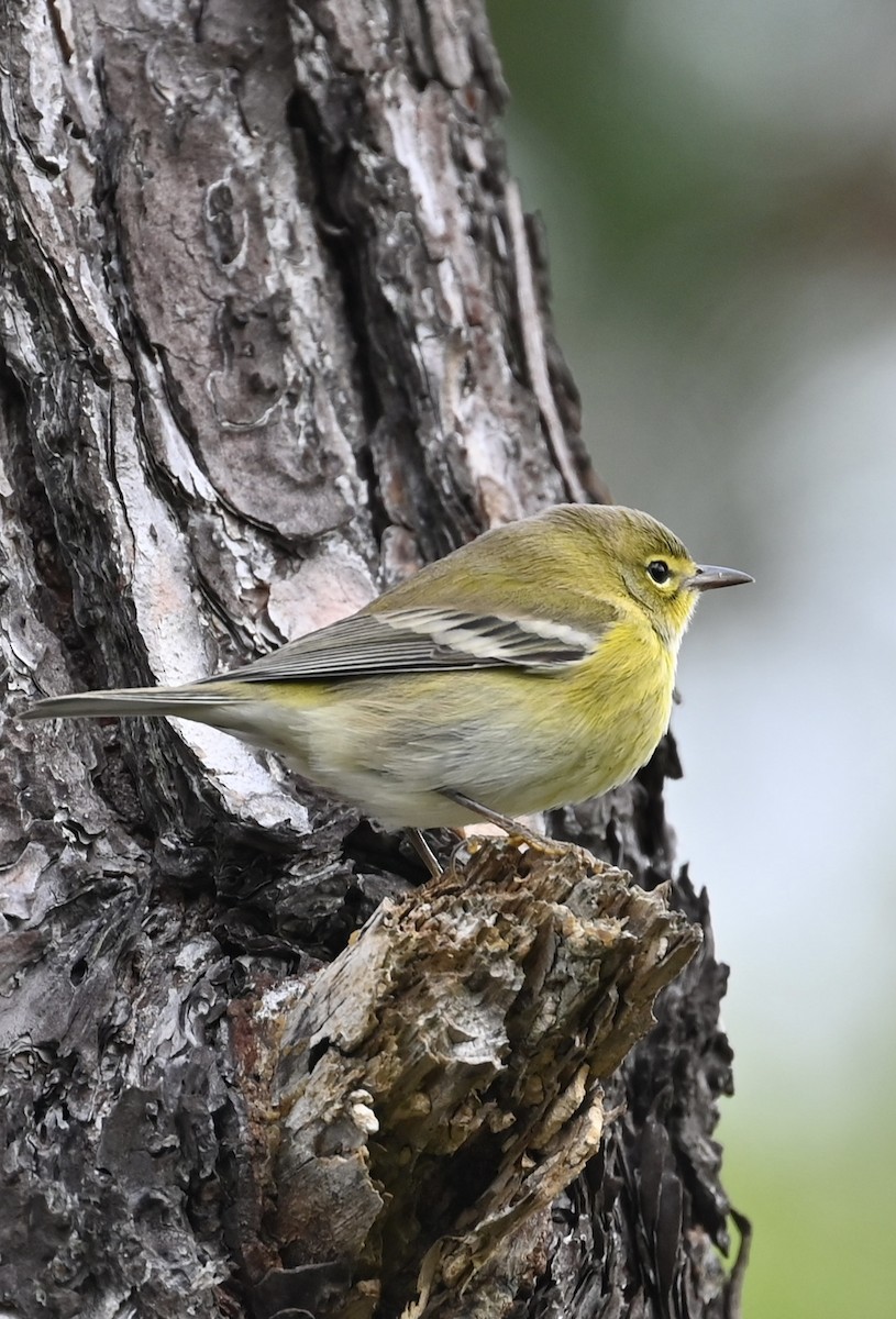 Pine Warbler - ML643187411
