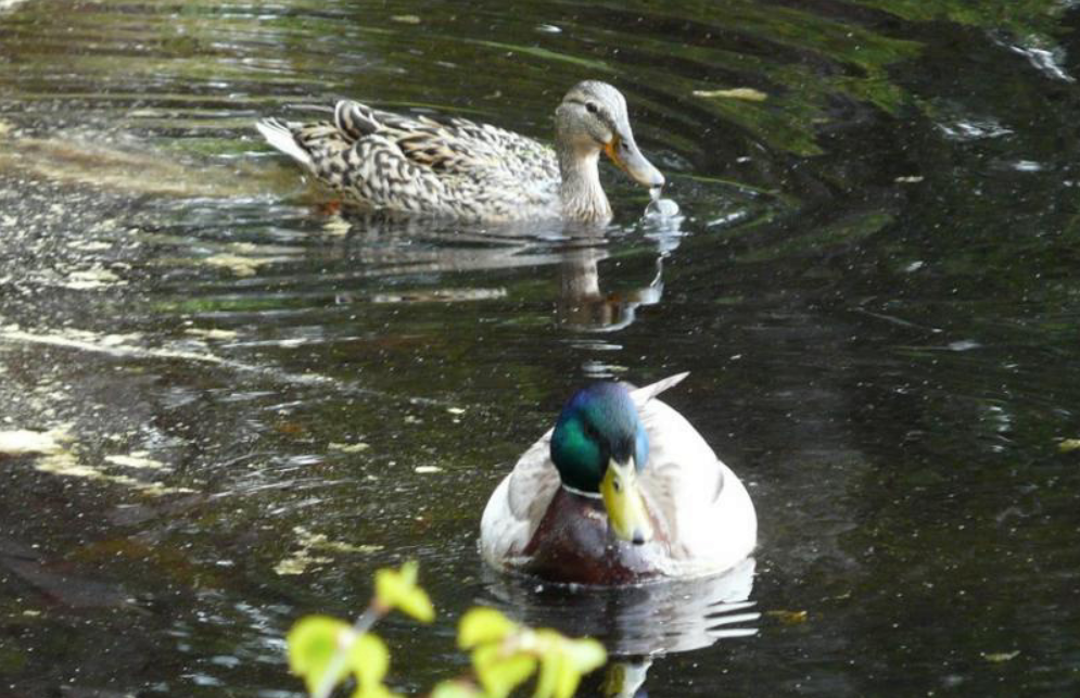 Mallard - ML643187415