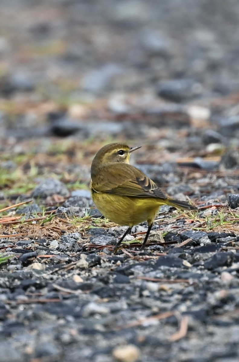Palm Warbler - ML643187416