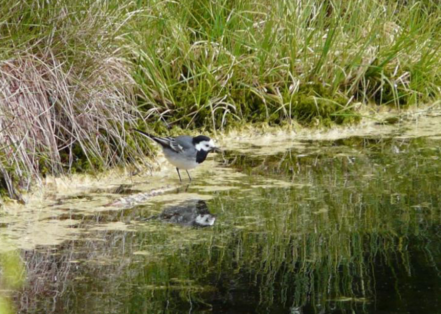 White Wagtail - ML643187418