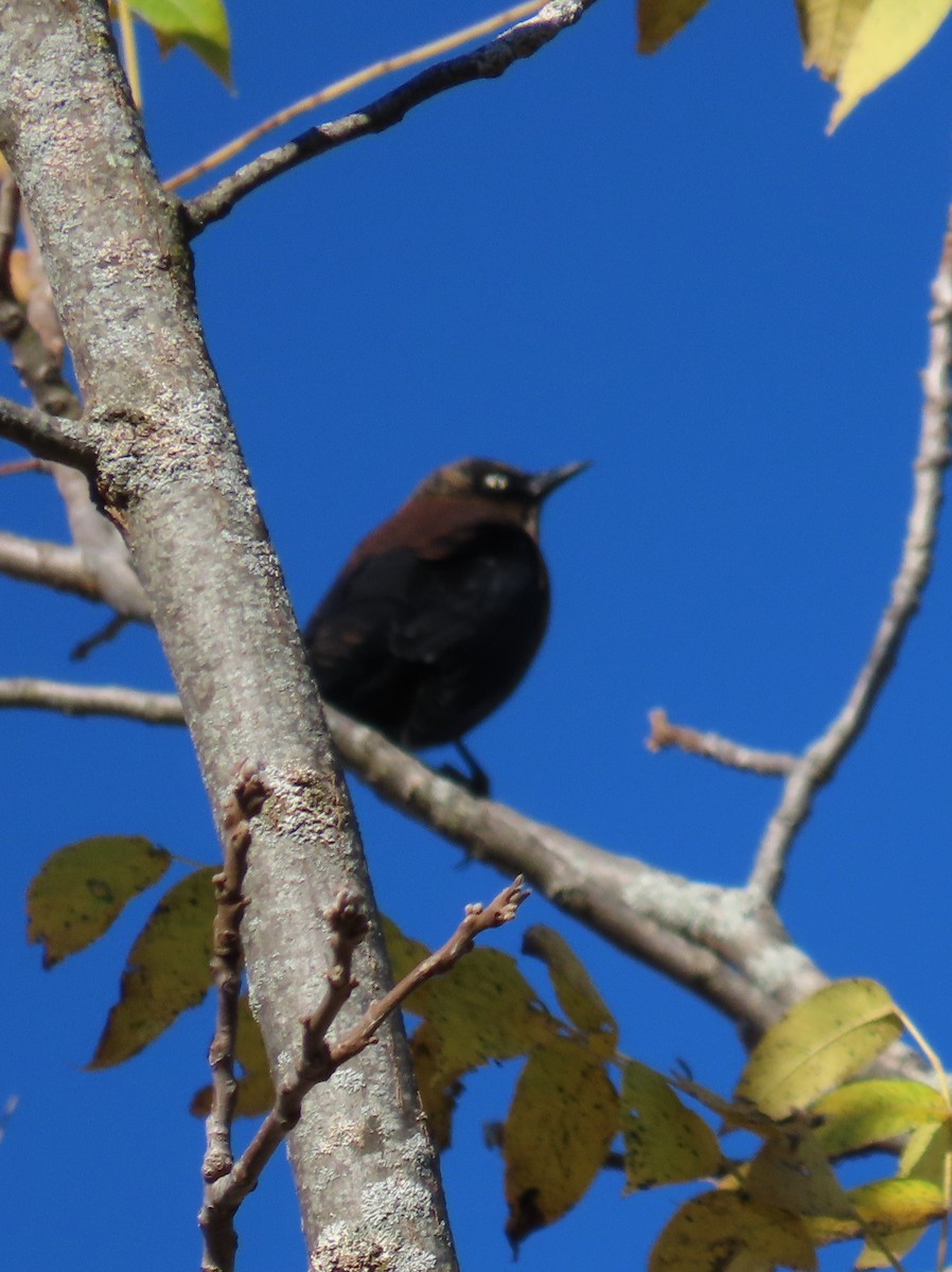 Rusty Blackbird - ML643187420