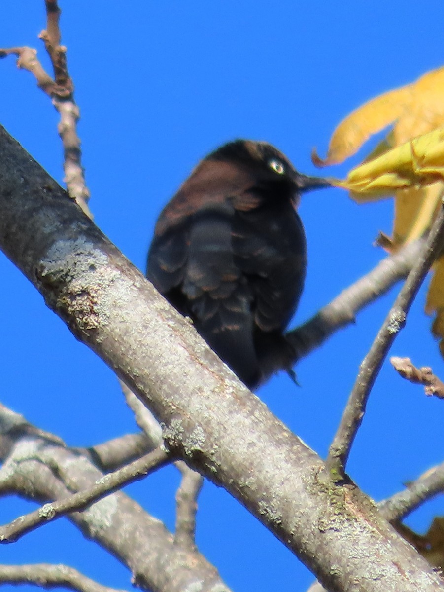 Rusty Blackbird - ML643187421