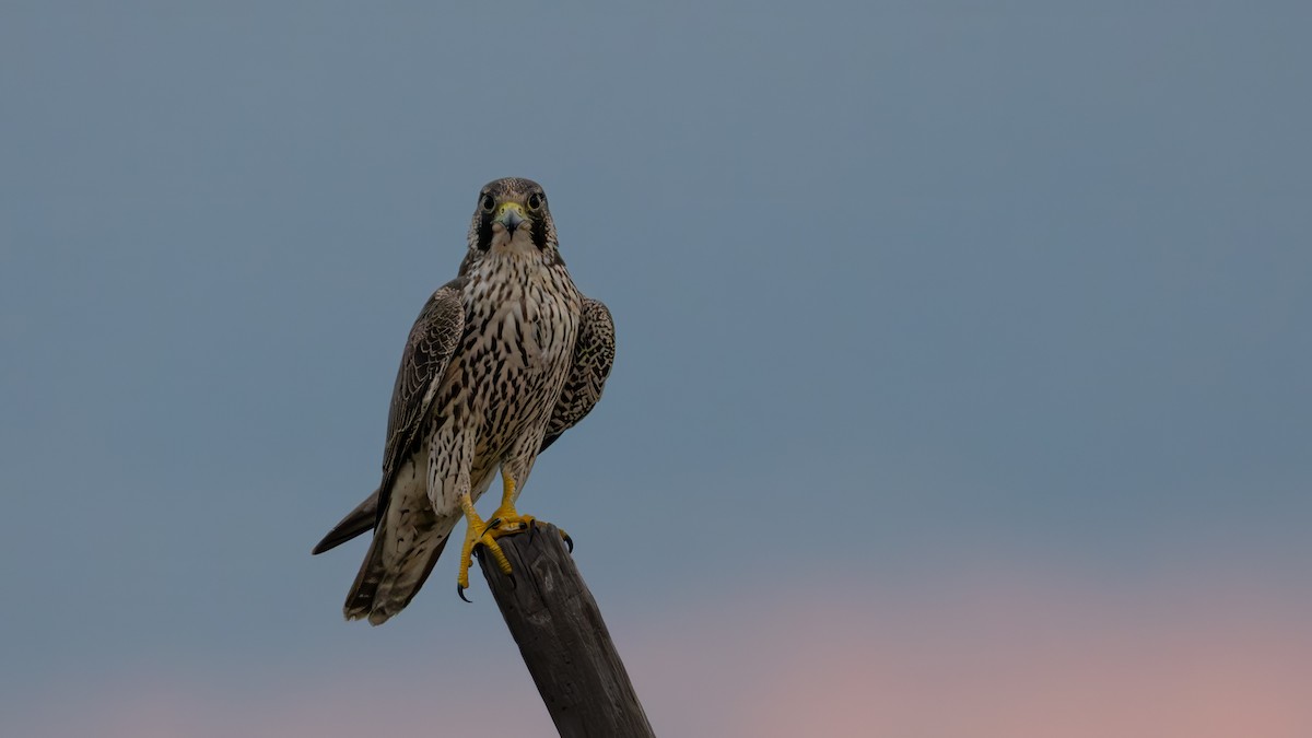Peregrine Falcon - ML643187429