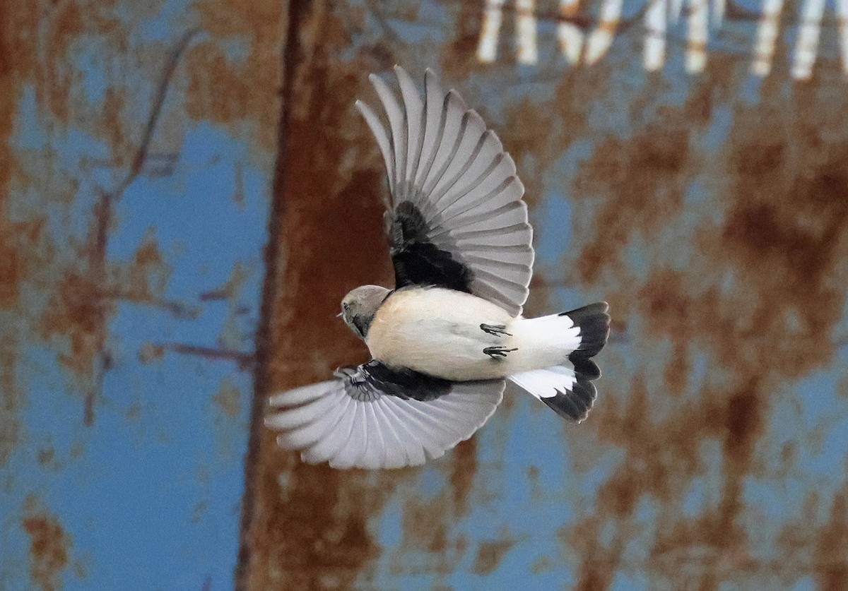 Pied Wheatear - ML643187431