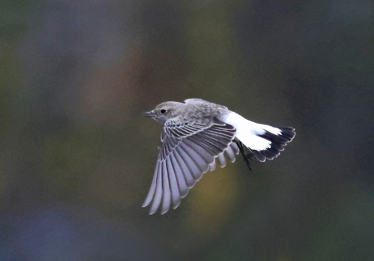 Pied Wheatear - ML643187445