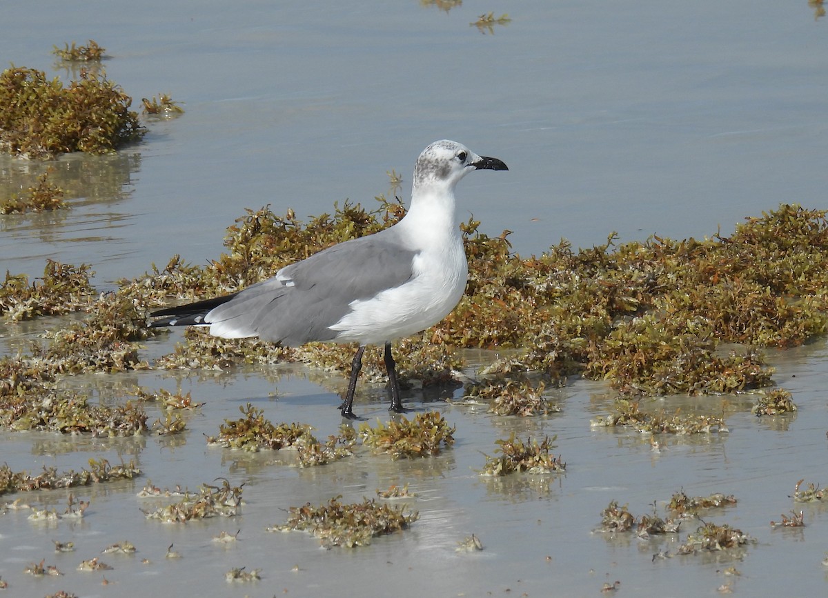 Laughing Gull - ML643187452