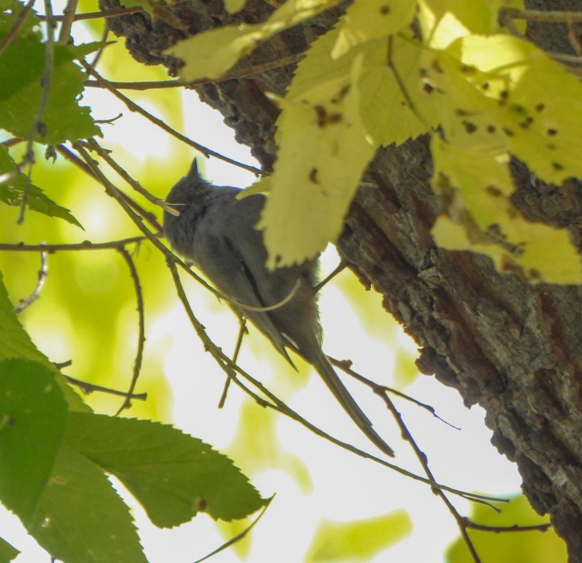 Bushtit - ML643187464