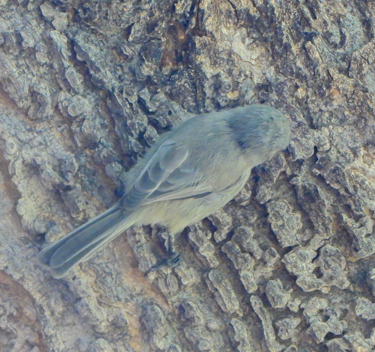 Bushtit - ML643187465