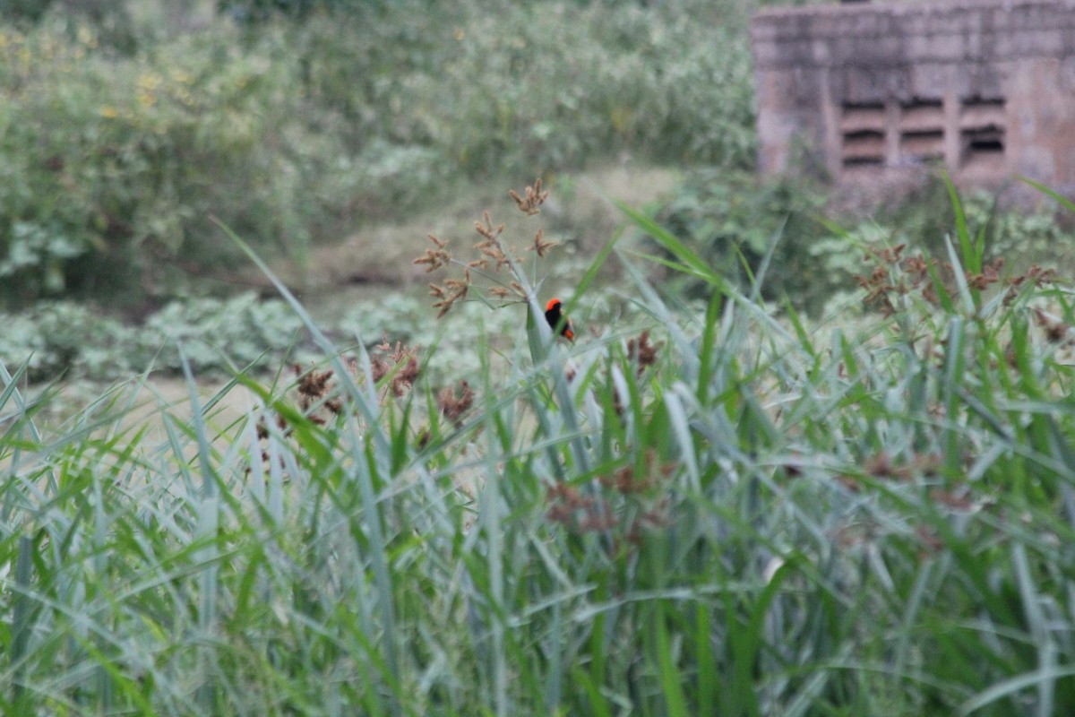 Zanzibar Red Bishop - ML643187481