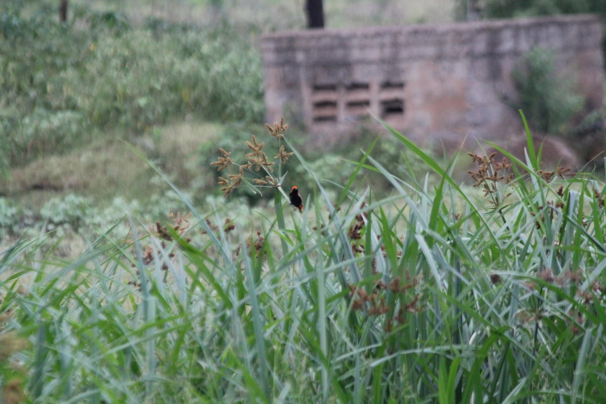 Zanzibar Red Bishop - ML643187482