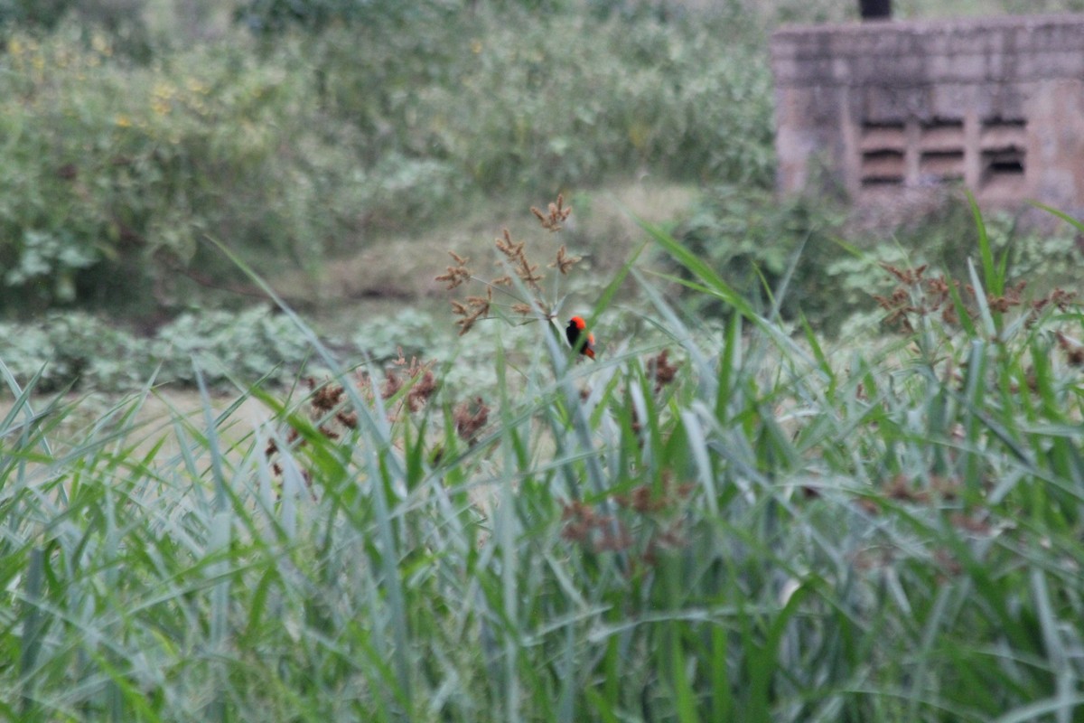 Zanzibar Red Bishop - ML643187483