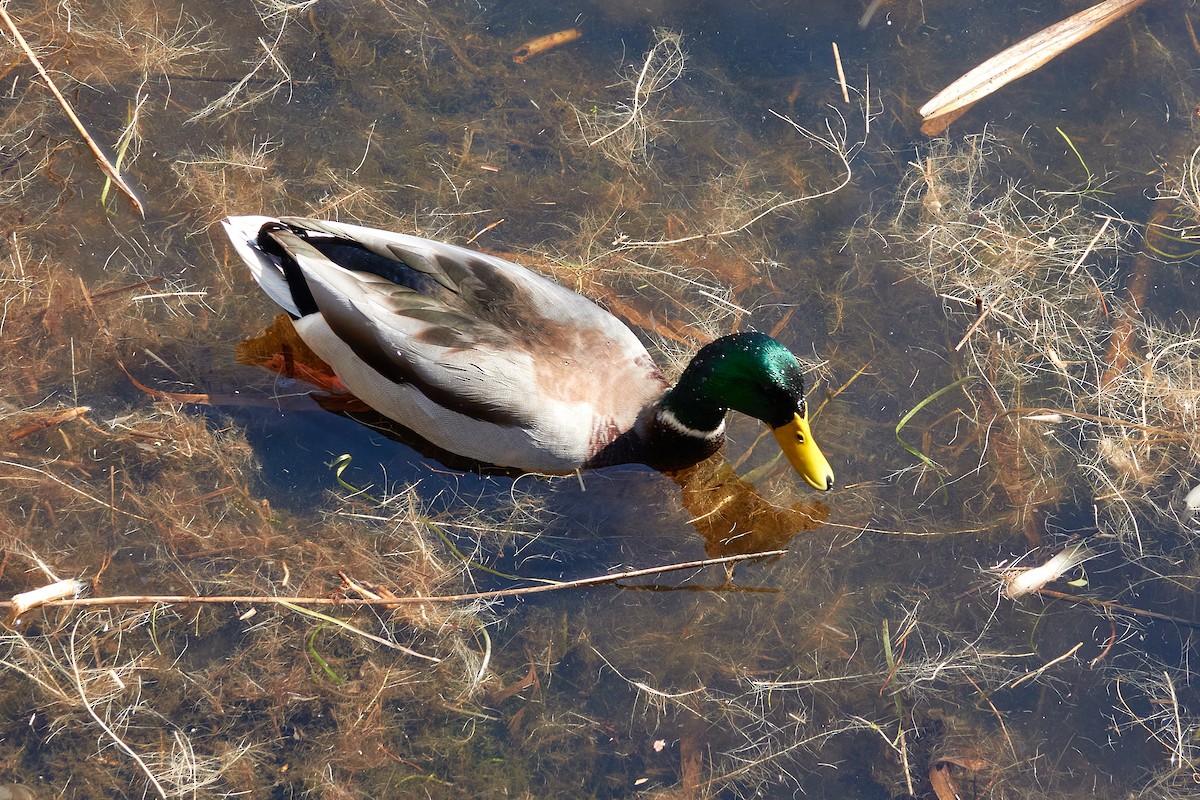 Canard colvert - ML643187484