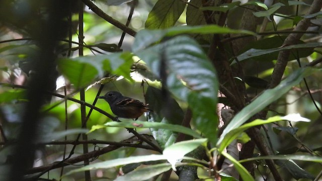 Rufous-bellied Antwren - ML643187485