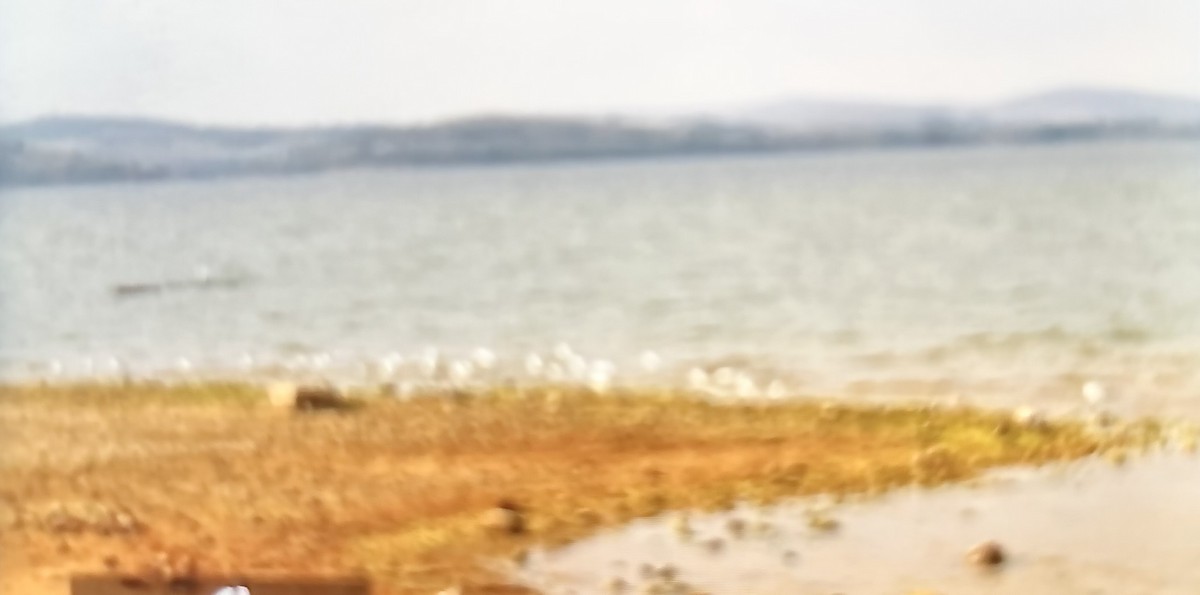 volavka bělostná - ML643187497