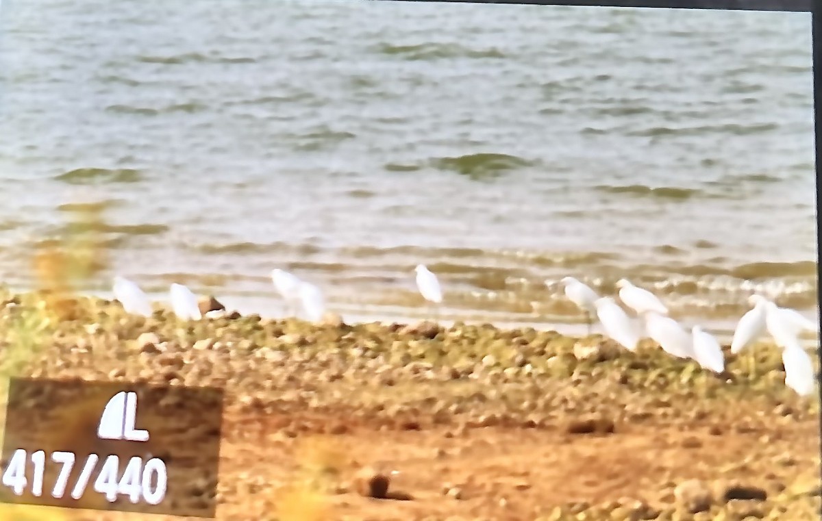 volavka bělostná - ML643187498