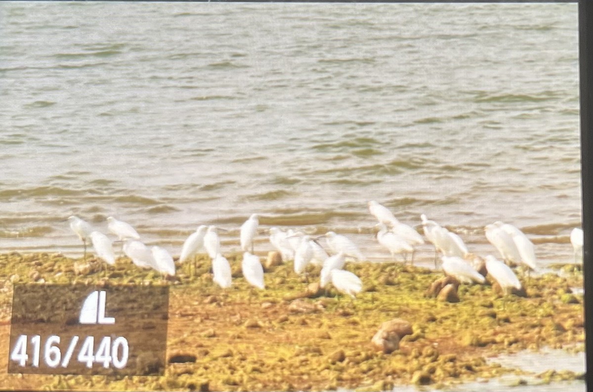 volavka bělostná - ML643187499