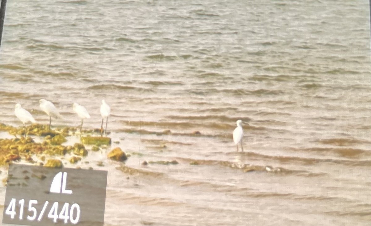 volavka bělostná - ML643187500