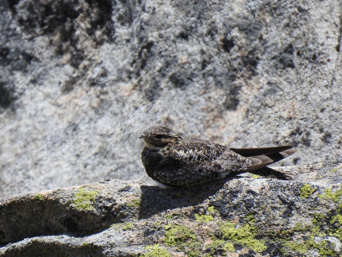 lelek sokolí - ML643187505