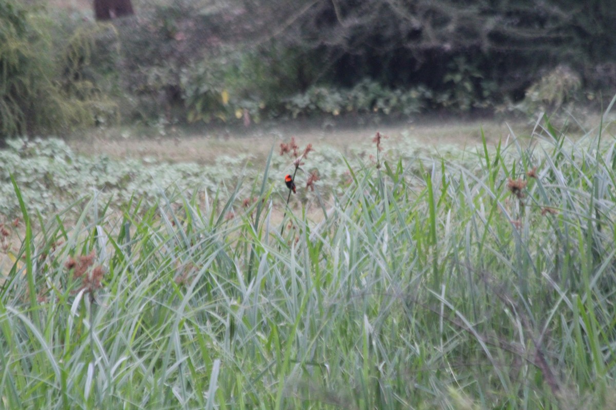 Southern Red Bishop - ML643187508