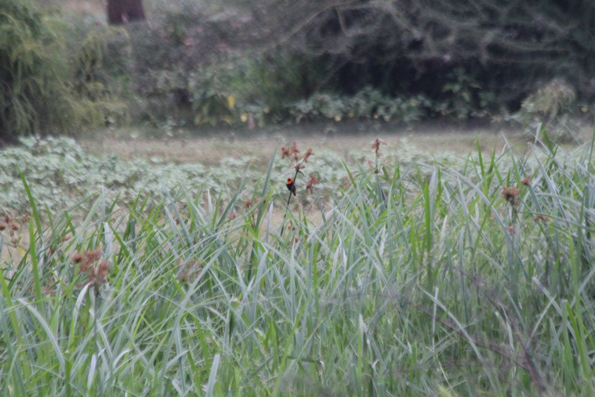 Southern Red Bishop - ML643187509