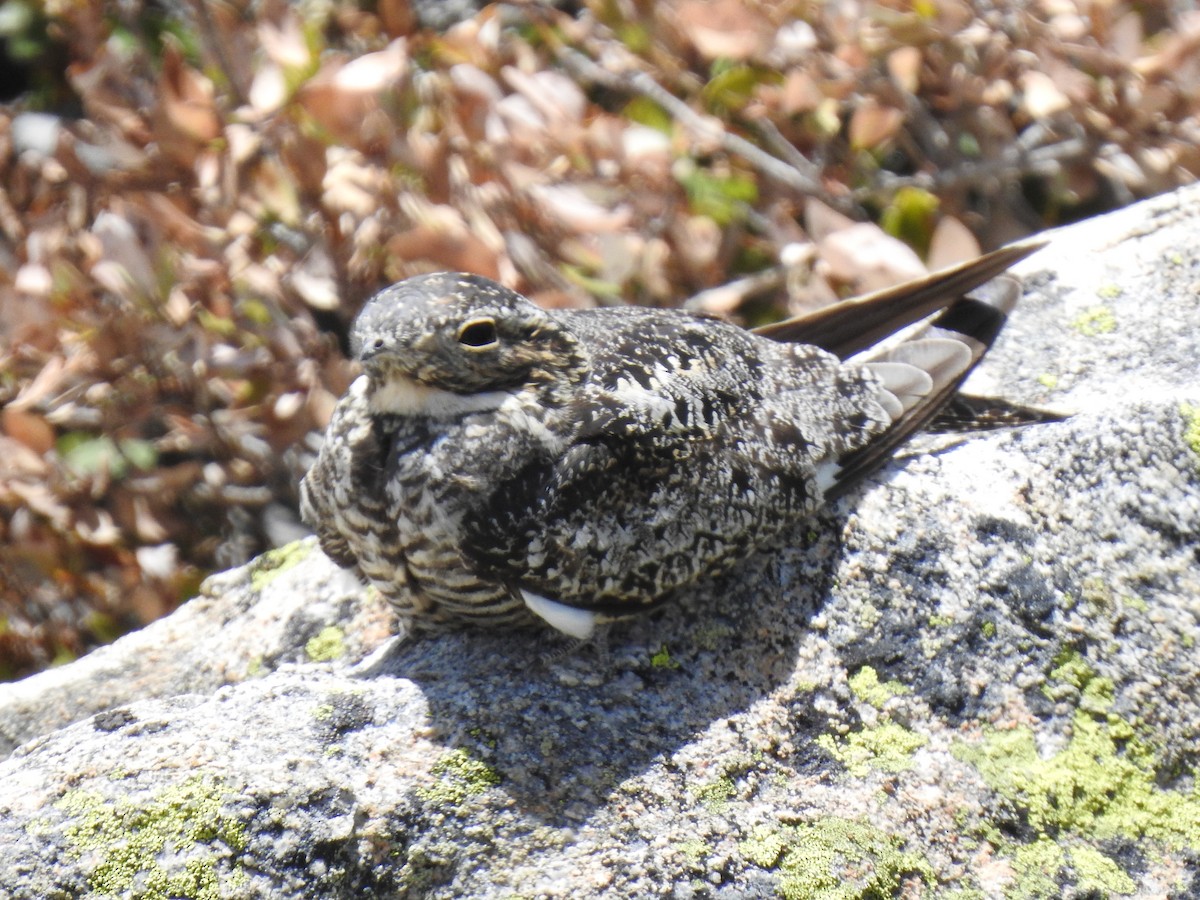 lelek sokolí - ML643187521