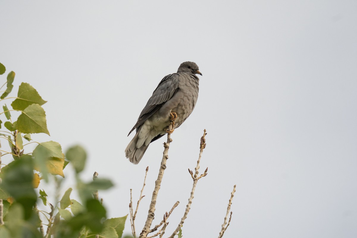 Band-tailed Pigeon - ML643187527