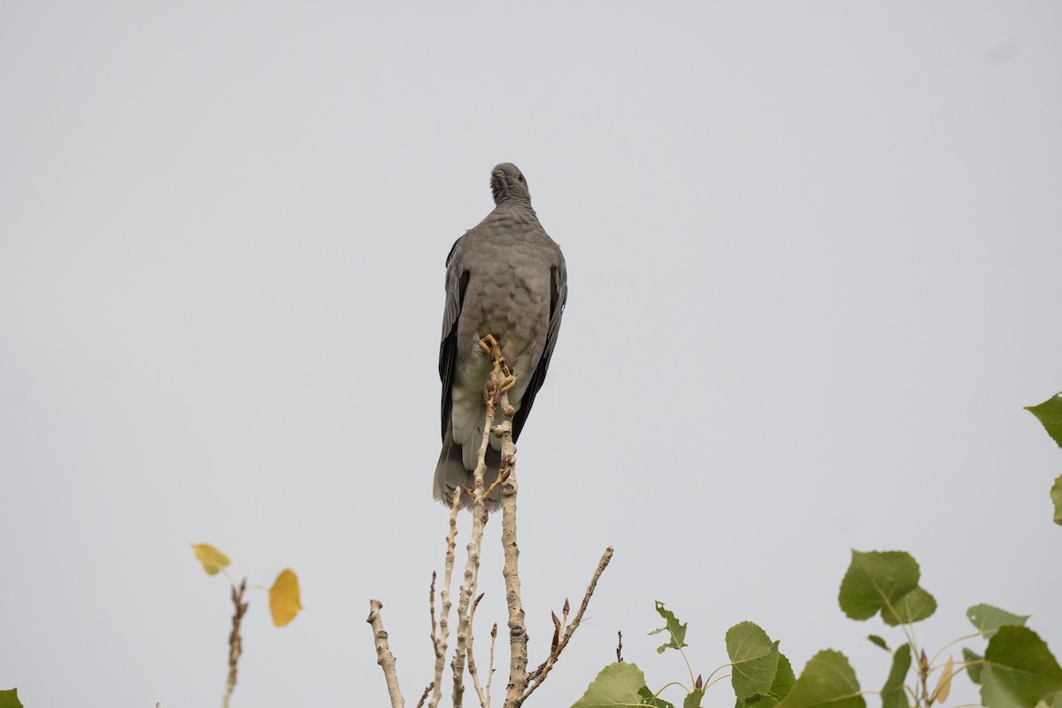 Band-tailed Pigeon - ML643187529